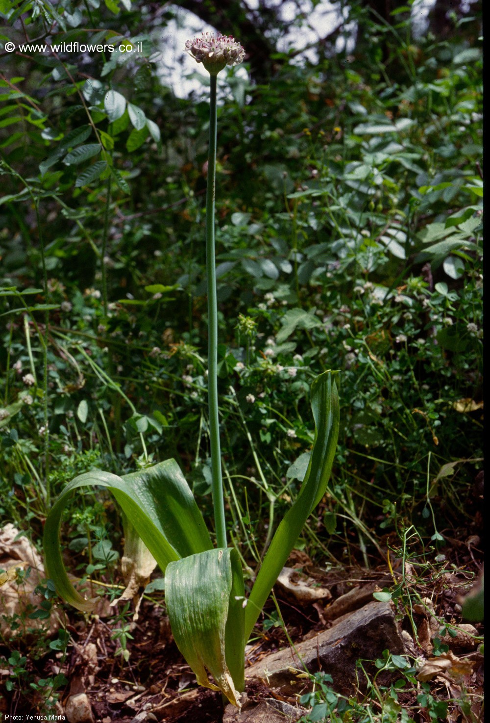 Allium dumetorum